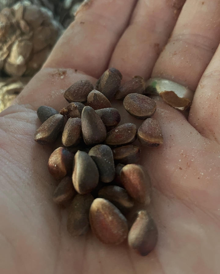 siberian stone pine, cleaning the seeds today, image 5 of 5