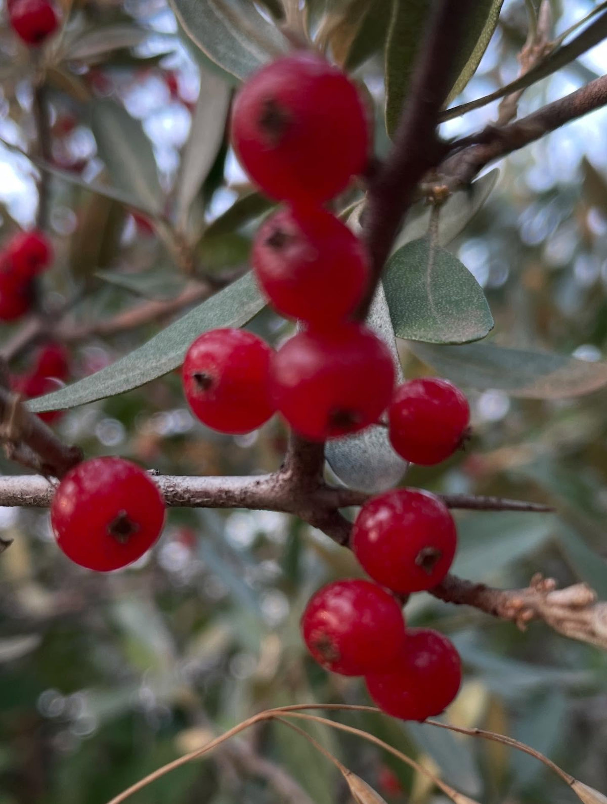 silver buffaloberry, perfectly ripe this week, image 1 of 2