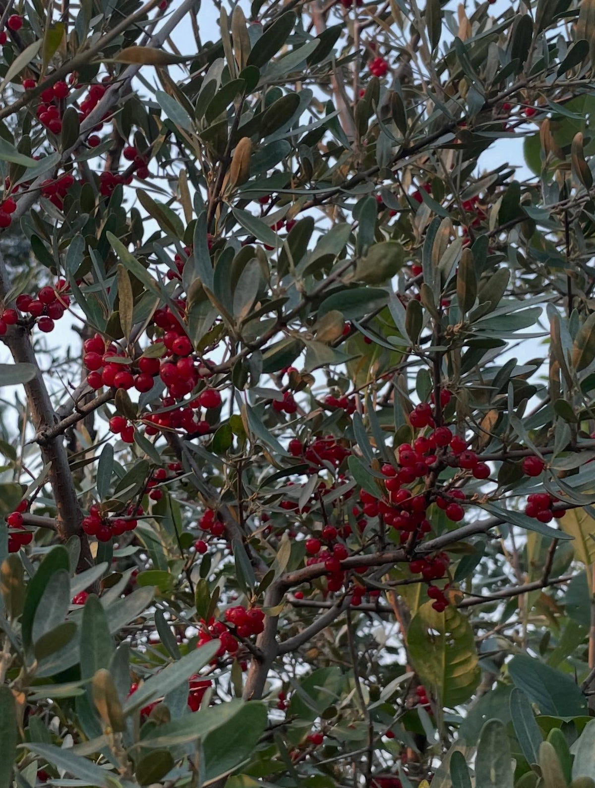 silver buffaloberry, perfectly ripe this week, image 2 of 2