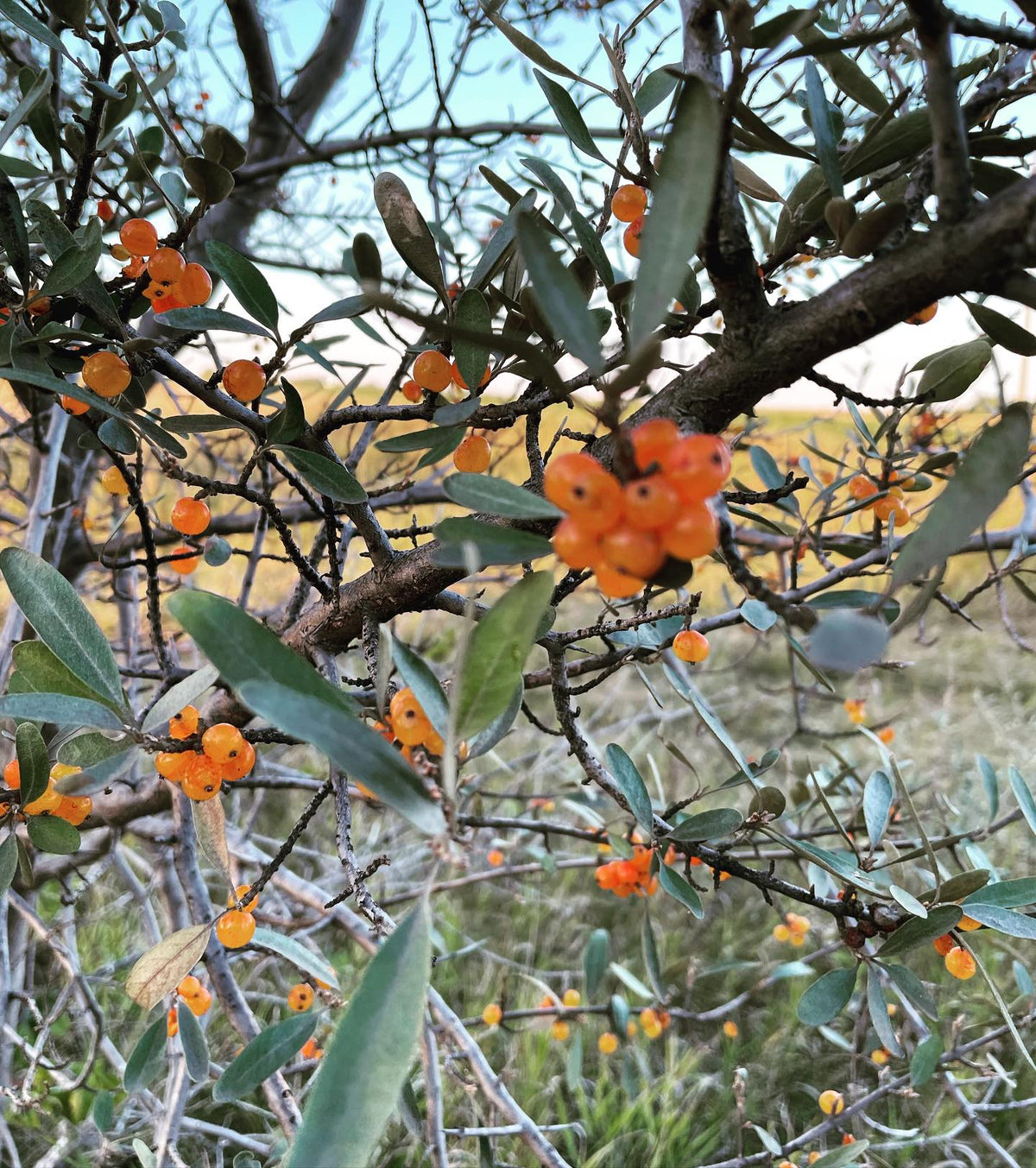 silver buffaloberry still full of fruit, they’re just as good a month after ripening