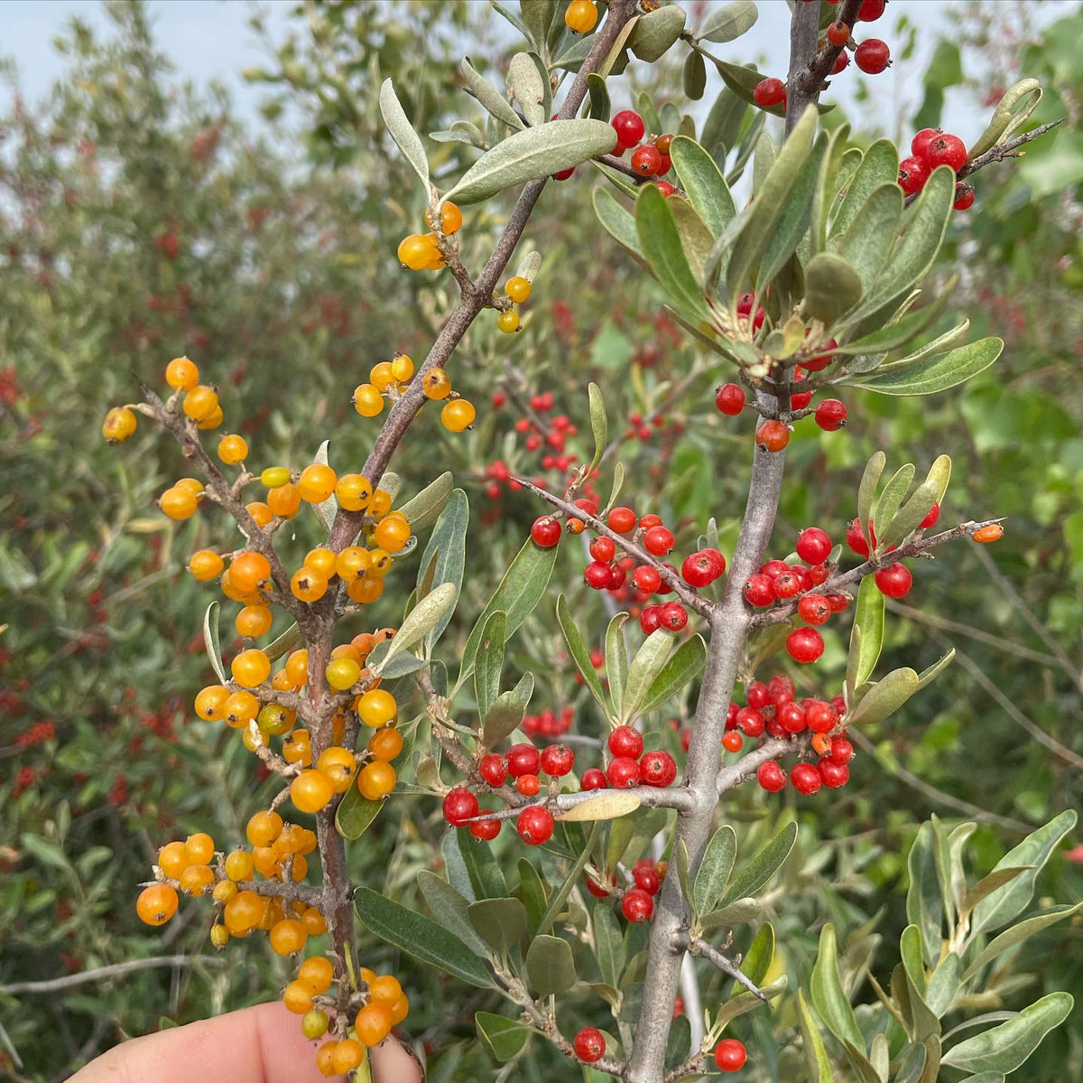 silver buffaloberry, the red ones i’ve been picking for twenty years and the surprise yellow ones that showed up nearby, image 1 of 5