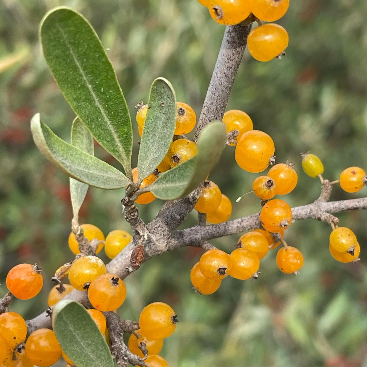 silver buffaloberry, the red ones i’ve been picking for twenty years and the surprise yellow ones that showed up nearby, image 2 of 5