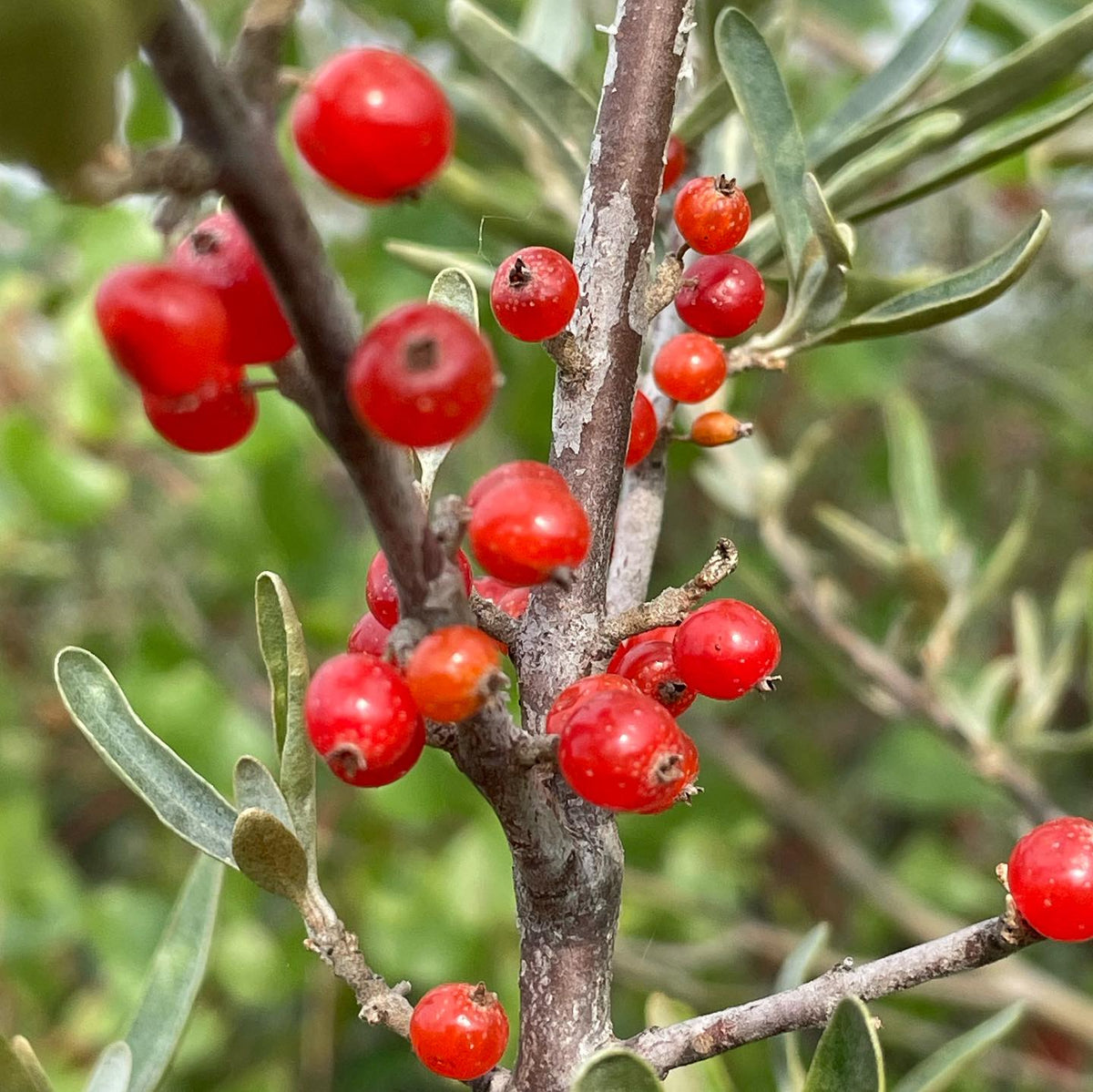 silver buffaloberry, the red ones i’ve been picking for twenty years and the surprise yellow ones that showed up nearby, image 3 of 5