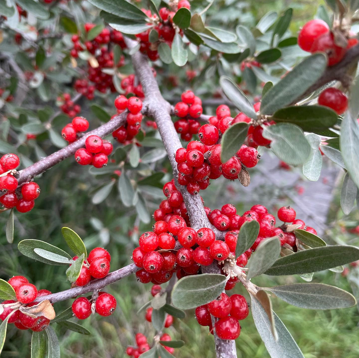 silver buffaloberry, the red ones i’ve been picking for twenty years and the surprise yellow ones that showed up nearby, image 4 of 5
