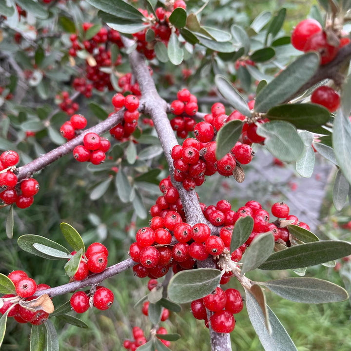 silver buffaloberry, the red ones i’ve been picking for twenty years and the surprise yellow ones that showed up nearby, image 4 of 5