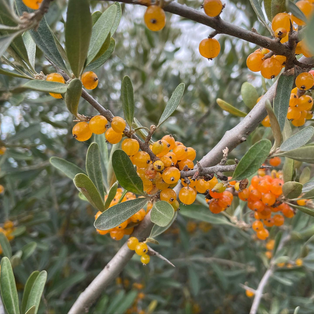 silver buffaloberry, the red ones i’ve been picking for twenty years and the surprise yellow ones that showed up nearby, image 5 of 5