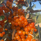 Silver Buffaloberry (Shepherdia argentea) - Variedad de fruta amarilla - Más de 100 semillas