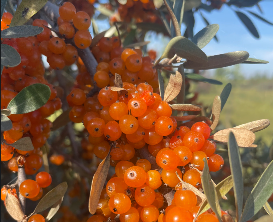 Silver Buffaloberry (Shepherdia argentea) - Variété de fruits jaunes - 100+ graines