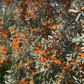 Silver Buffaloberry (Shepherdia argentea) - Variedad de fruta amarilla - Más de 100 semillas