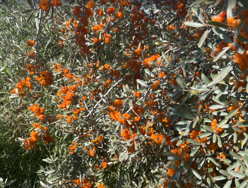 Silver Buffaloberry (Shepherdia argentea) - Variété de fruits jaunes - 100+ graines