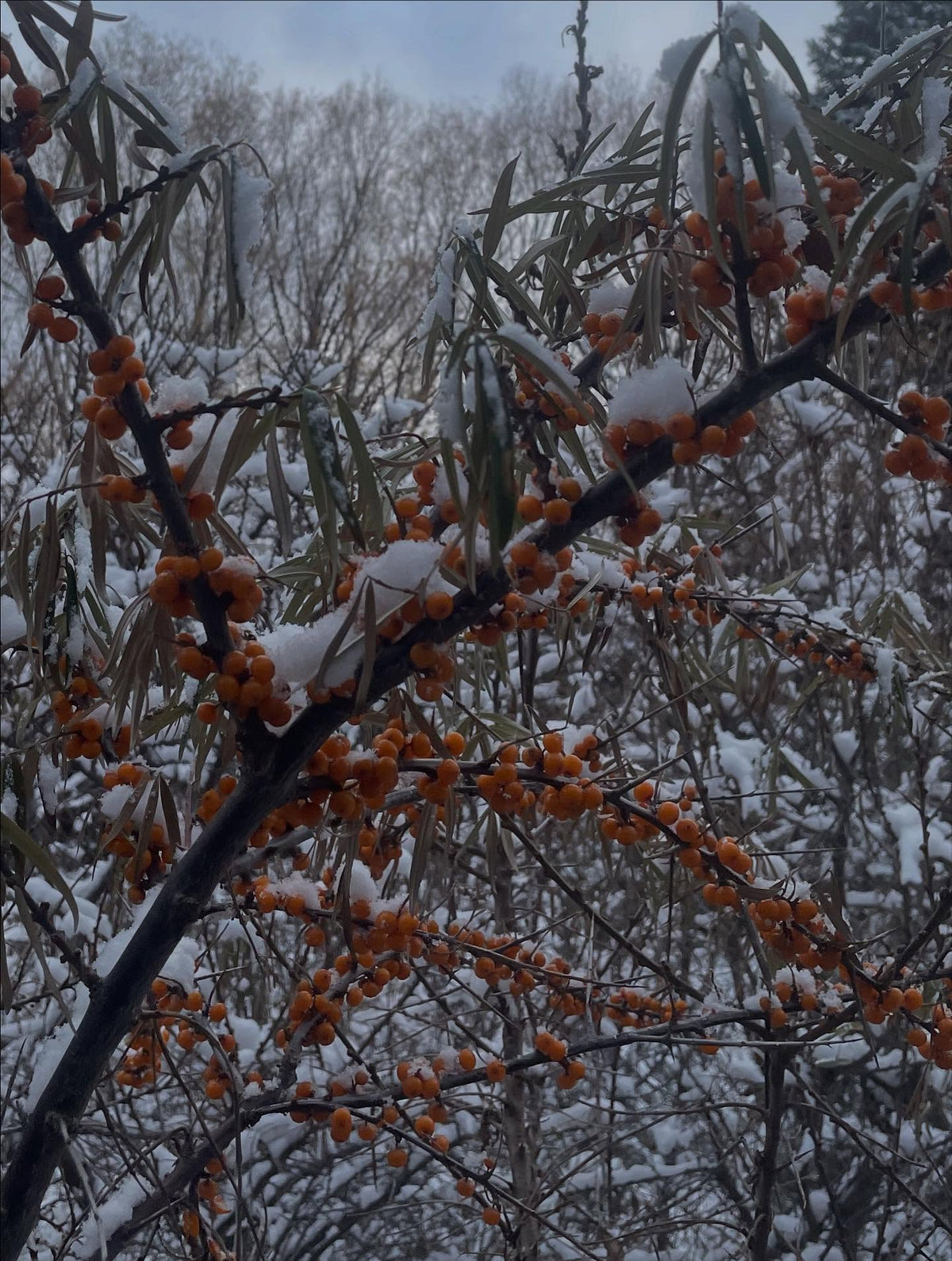sinensis sea buckthorn, wow they ripen and hang late and taste excellent off the tree even in early winter, image 3 of 4