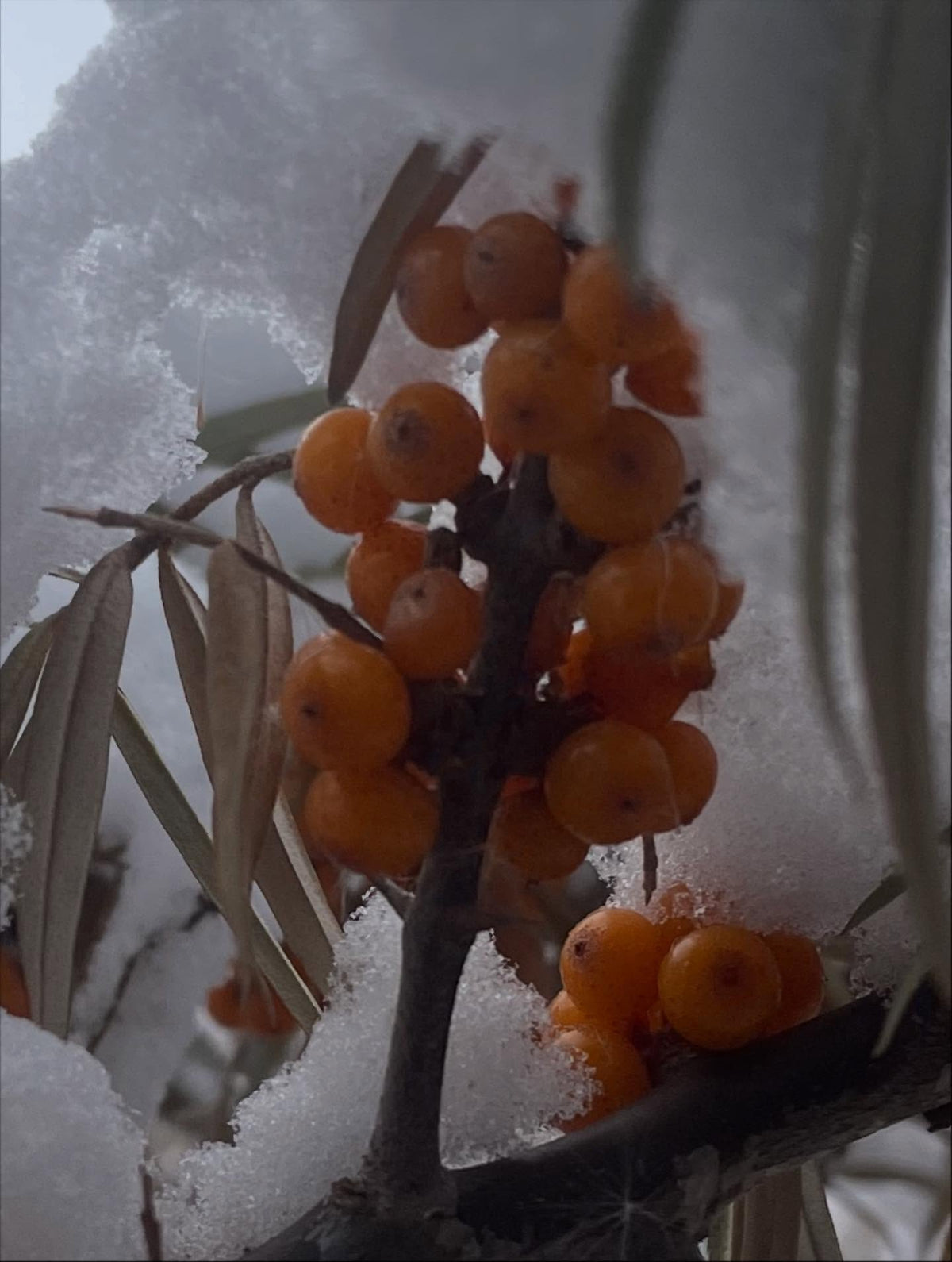 sinensis sea buckthorn, wow they ripen and hang late and taste excellent off the tree even in early winter, image 4 of 4