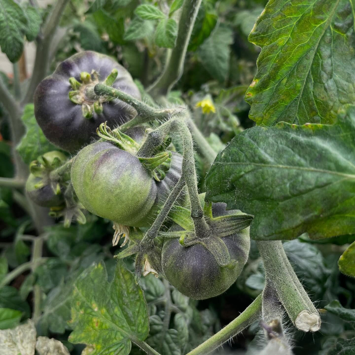 single truss tomato experiment, I'm trying a small isolated batch of tomatoes indoors ahead of the season, image 1 of 6