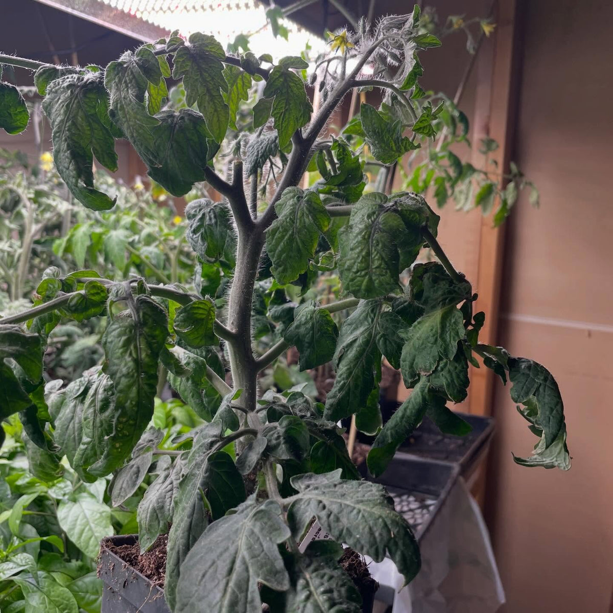 single truss tomato experiment, I'm trying a small isolated batch of tomatoes indoors ahead of the season, image 2 of 6