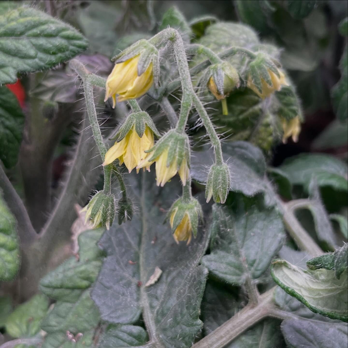 single truss tomato experiment, I'm trying a small isolated batch of tomatoes indoors ahead of the season, image 3 of 6