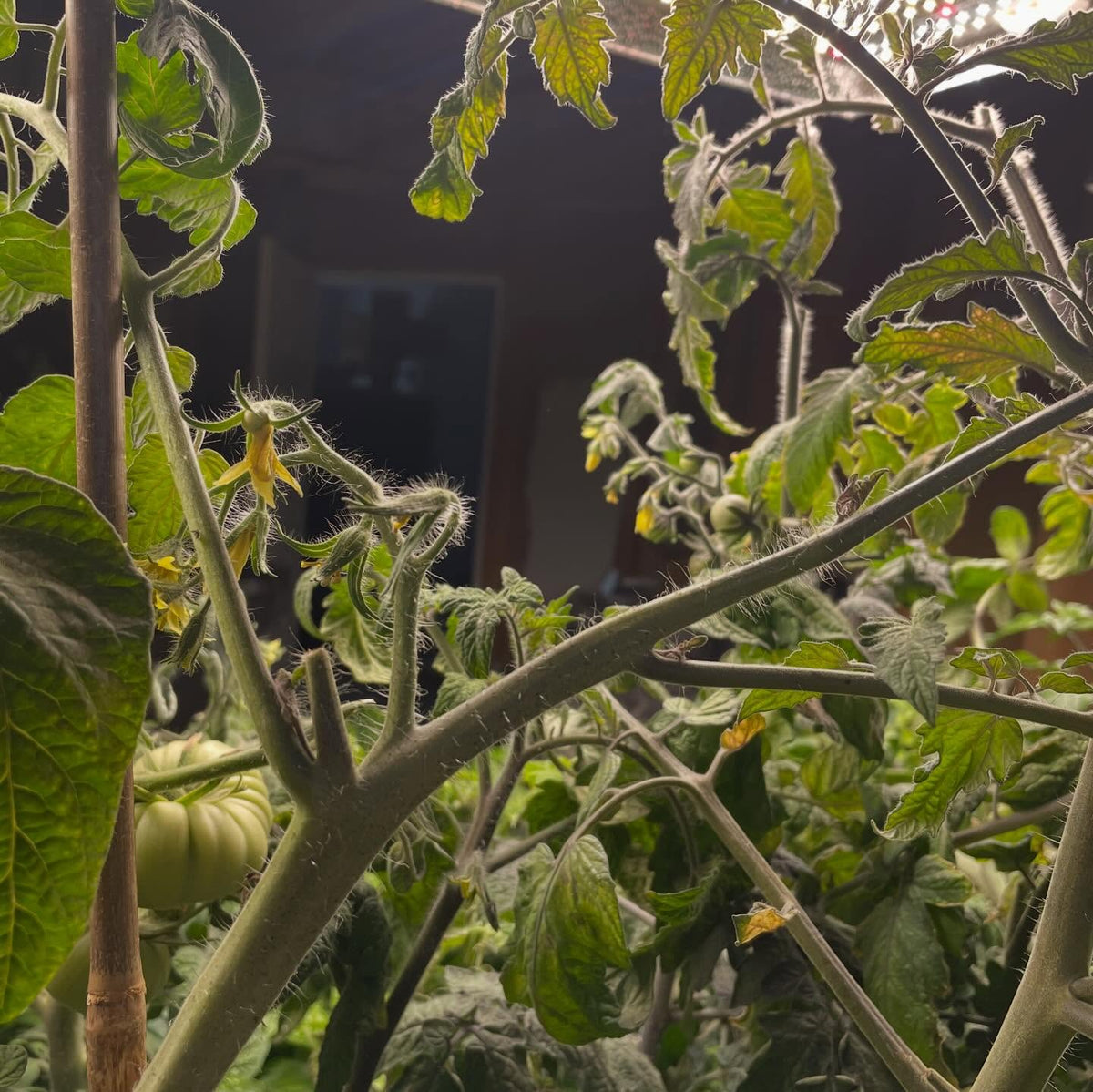 single truss tomato experiment, I'm trying a small isolated batch of tomatoes indoors ahead of the season, image 4 of 6