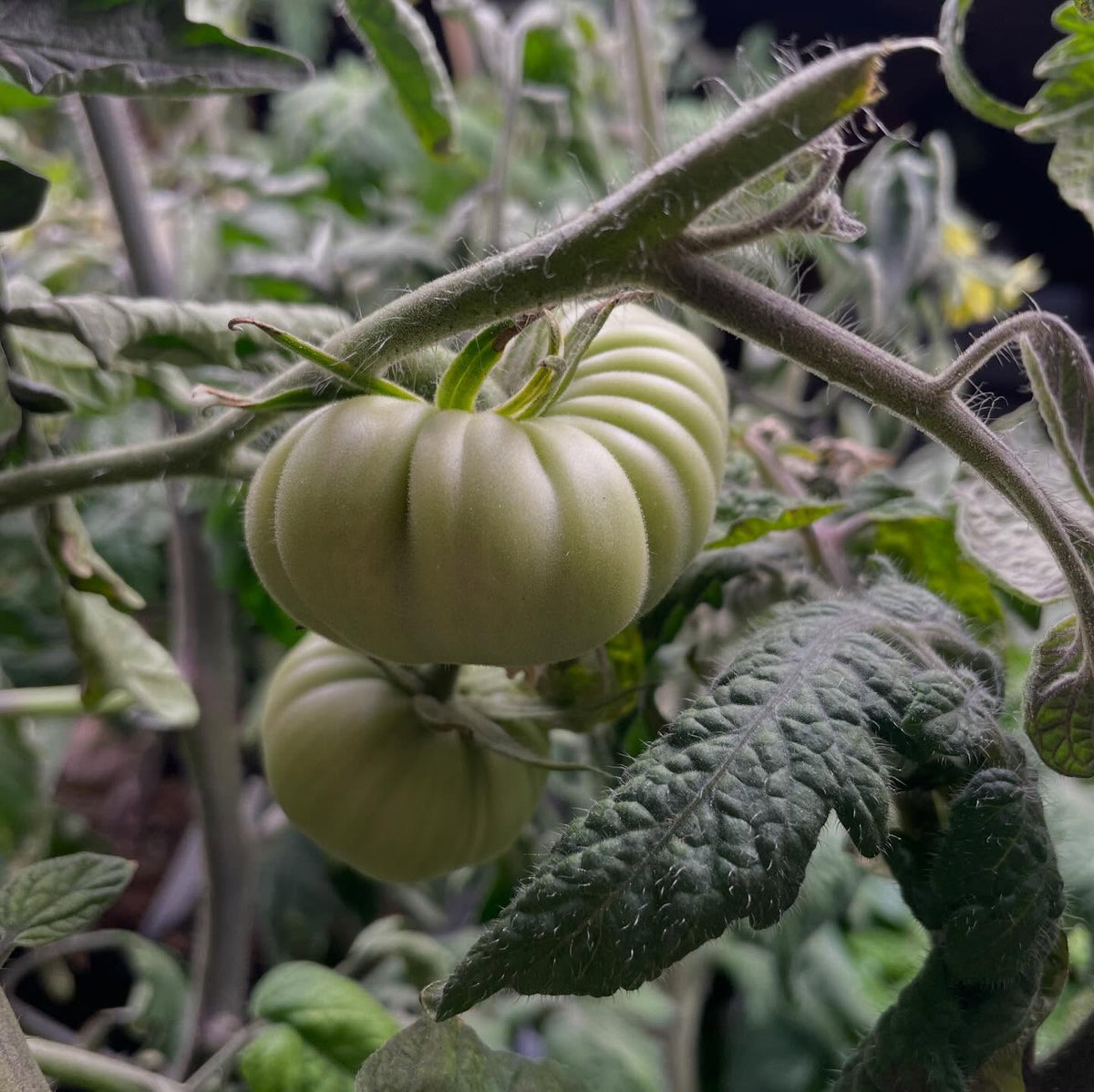 single truss tomato experiment, I'm trying a small isolated batch of tomatoes indoors ahead of the season, image 5 of 6