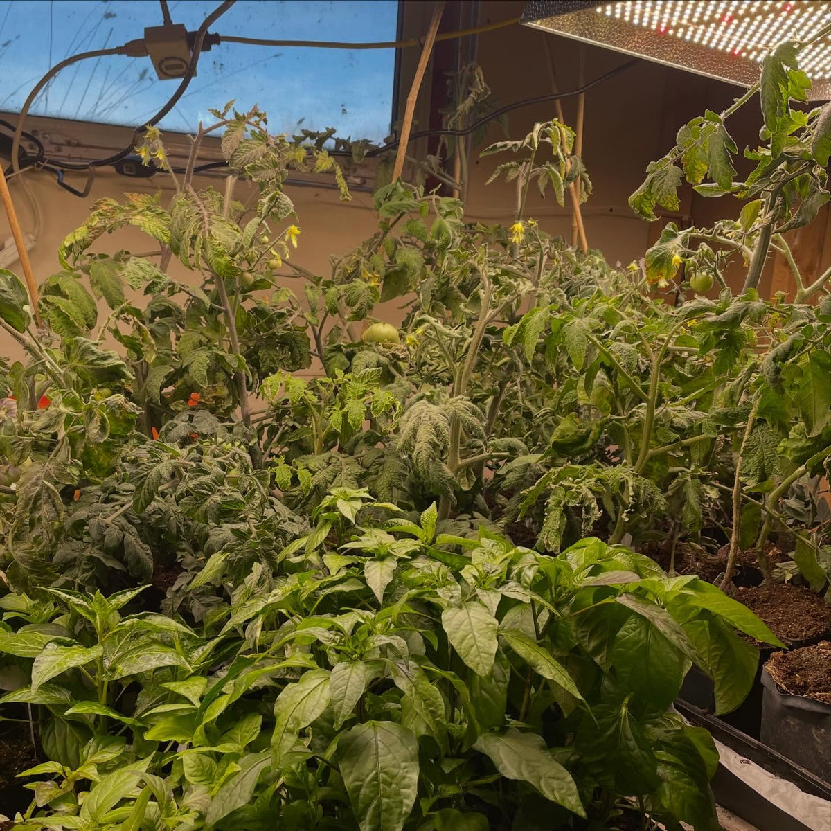 single truss tomato experiment, I'm trying a small isolated batch of tomatoes indoors ahead of the season, image 6 of 6