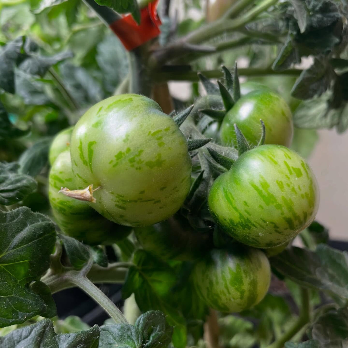 single truss tomatoes on 65 days, image 1 of 6
