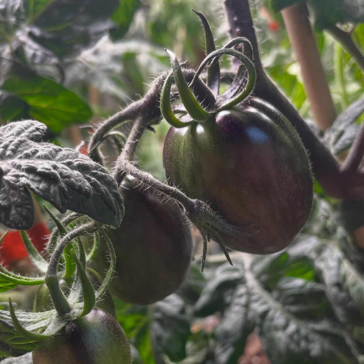 single truss tomatoes on 65 days, image 2 of 6