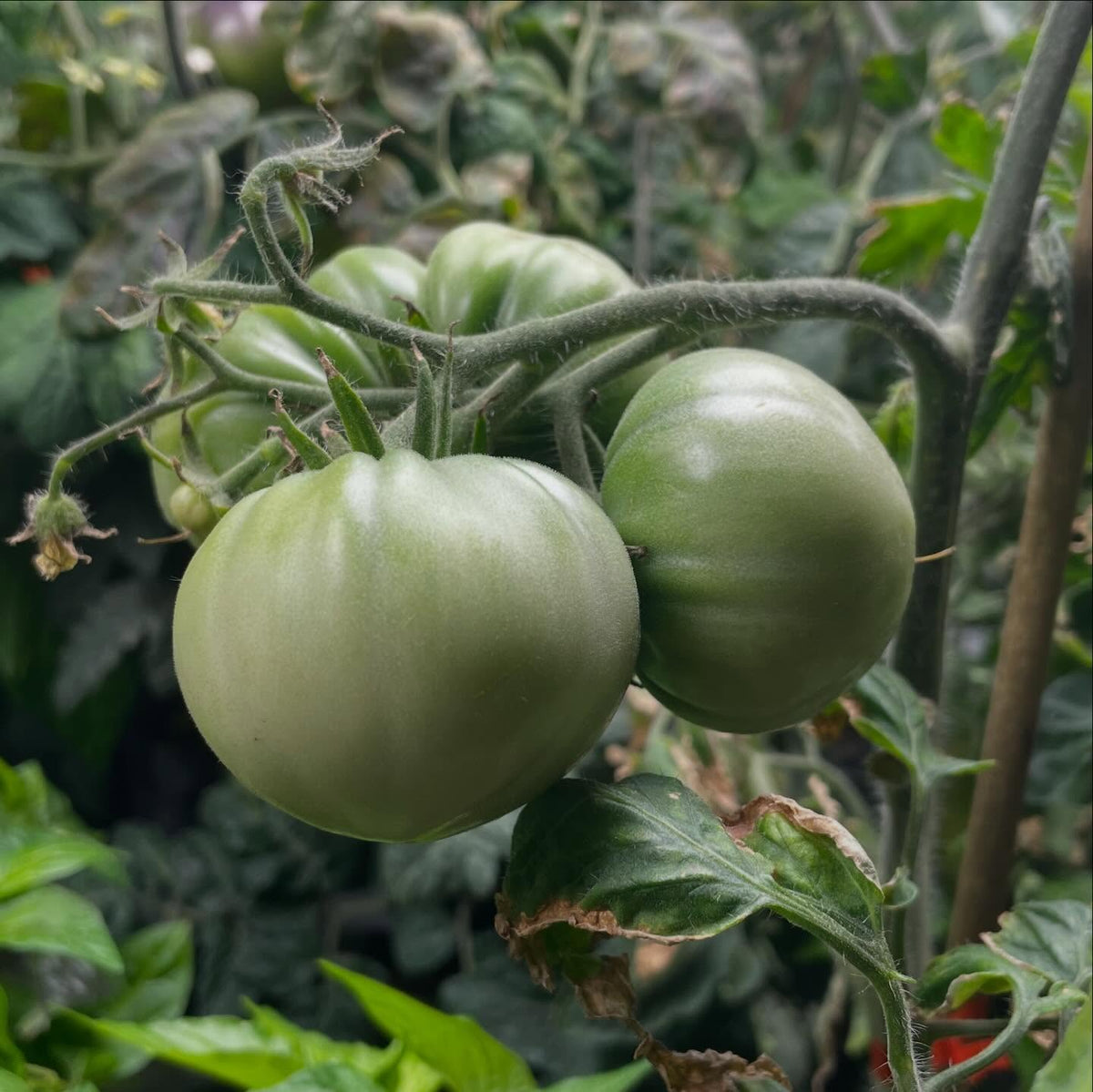 single truss tomatoes on 65 days, image 3 of 6