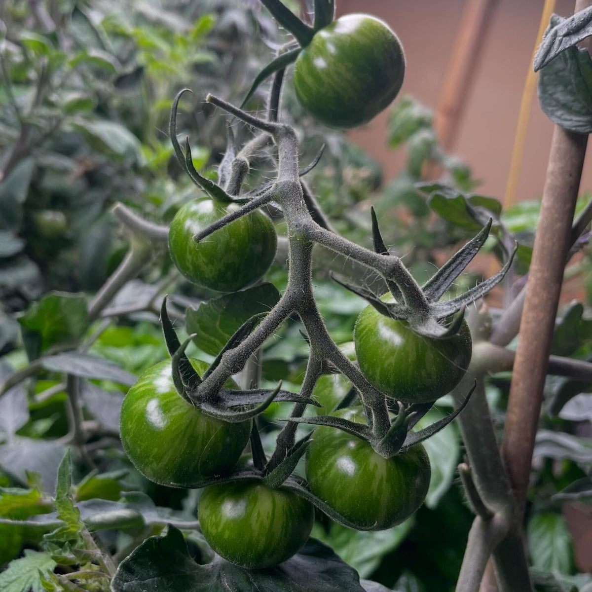single truss tomatoes on 65 days, image 4 of 6