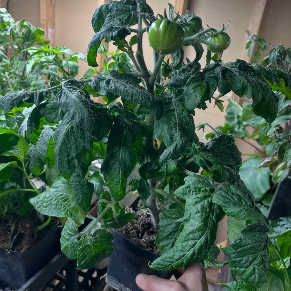 single truss tomatoes on 65 days, image 5 of 6