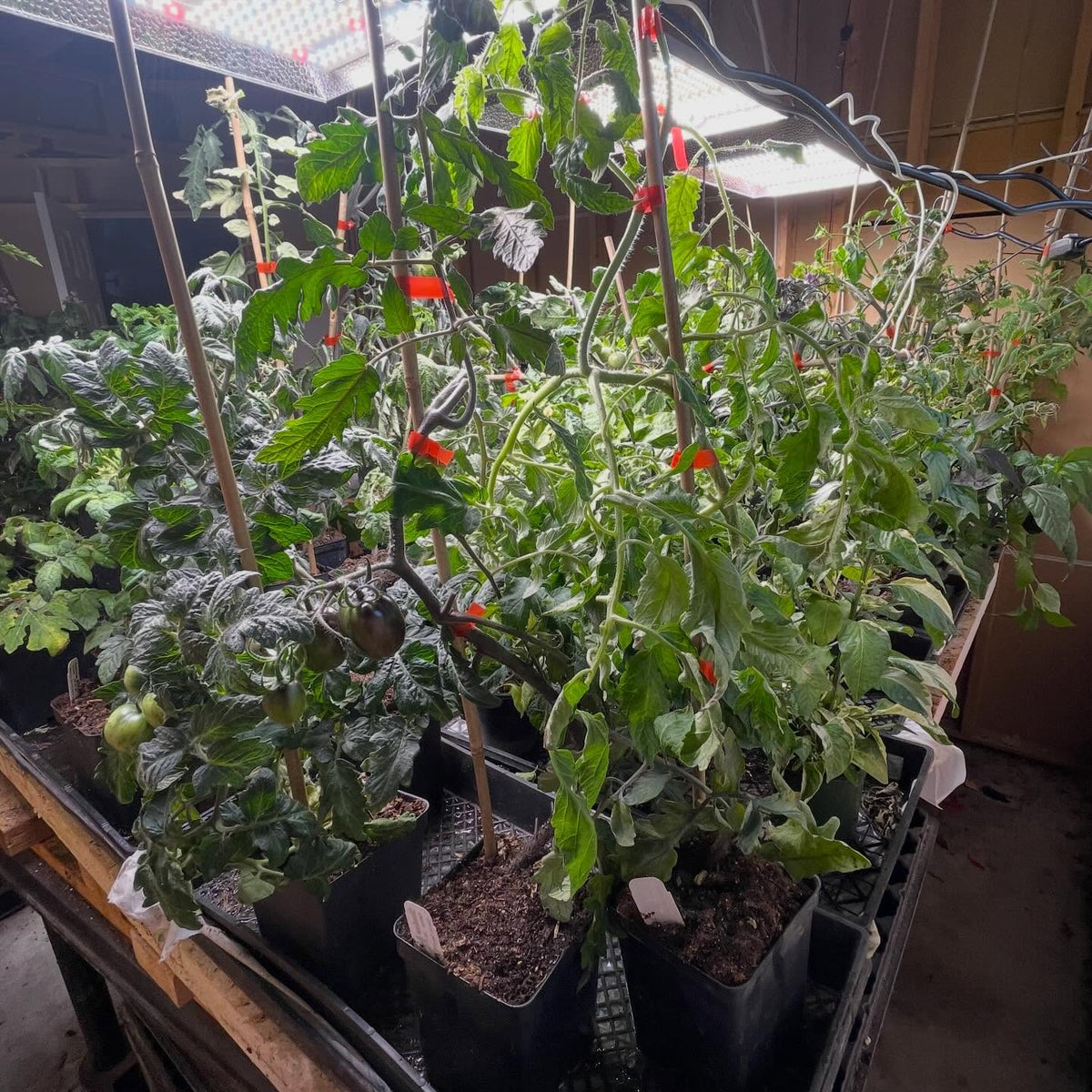 single truss tomatoes on 65 days, image 6 of 6
