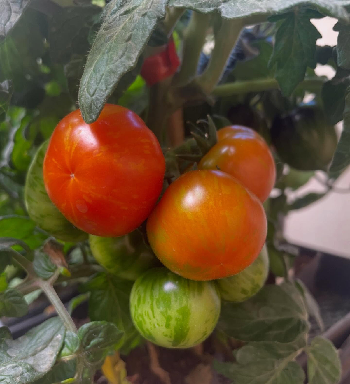 single truss tomatoes ripening, image 1 of 7