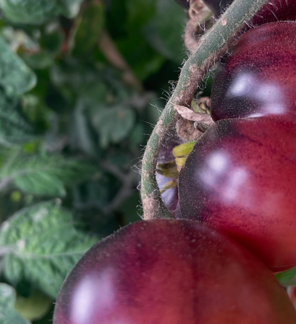 single truss tomatoes ripening, image 2 of 7