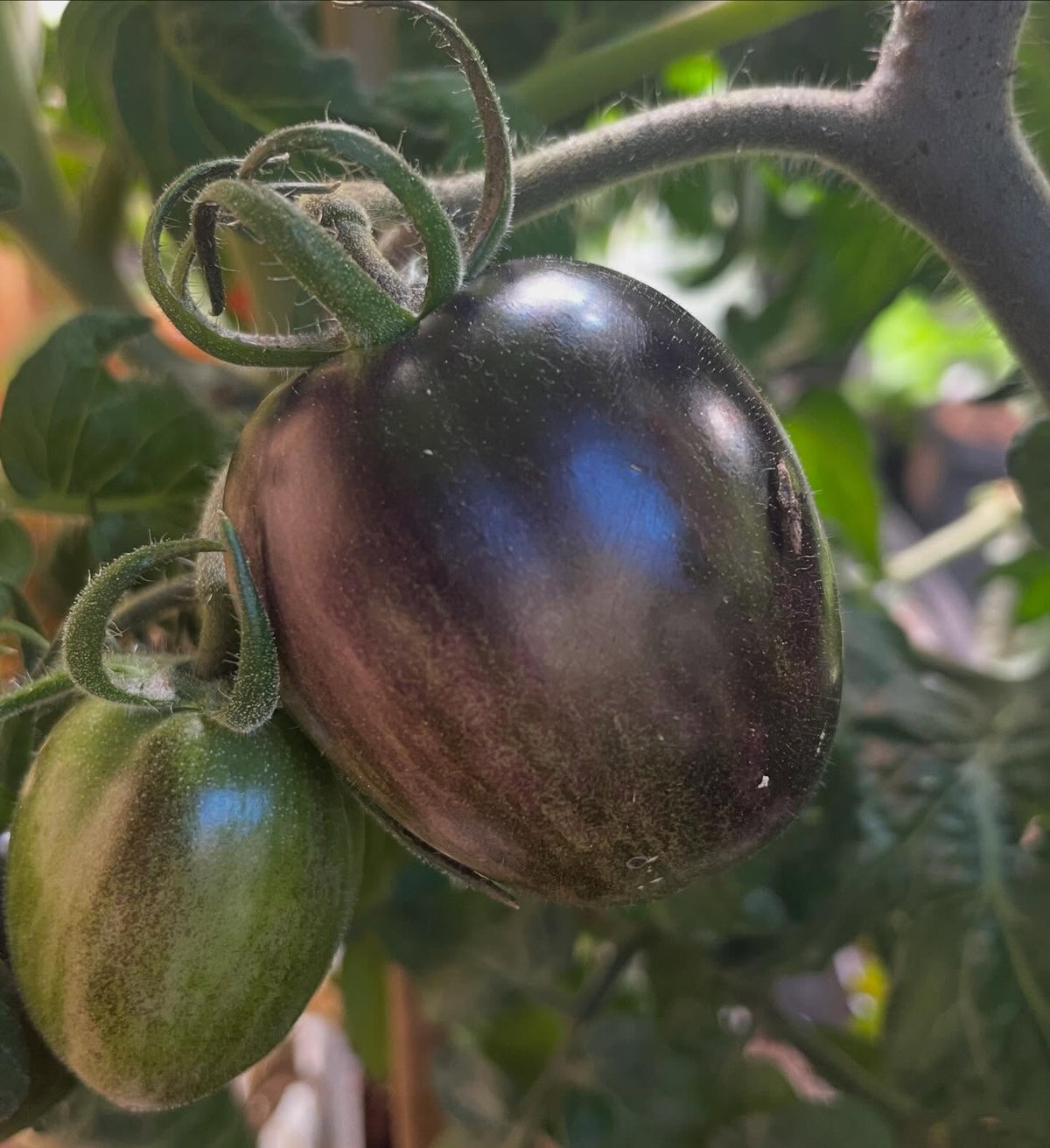 single truss tomatoes ripening, image 3 of 7