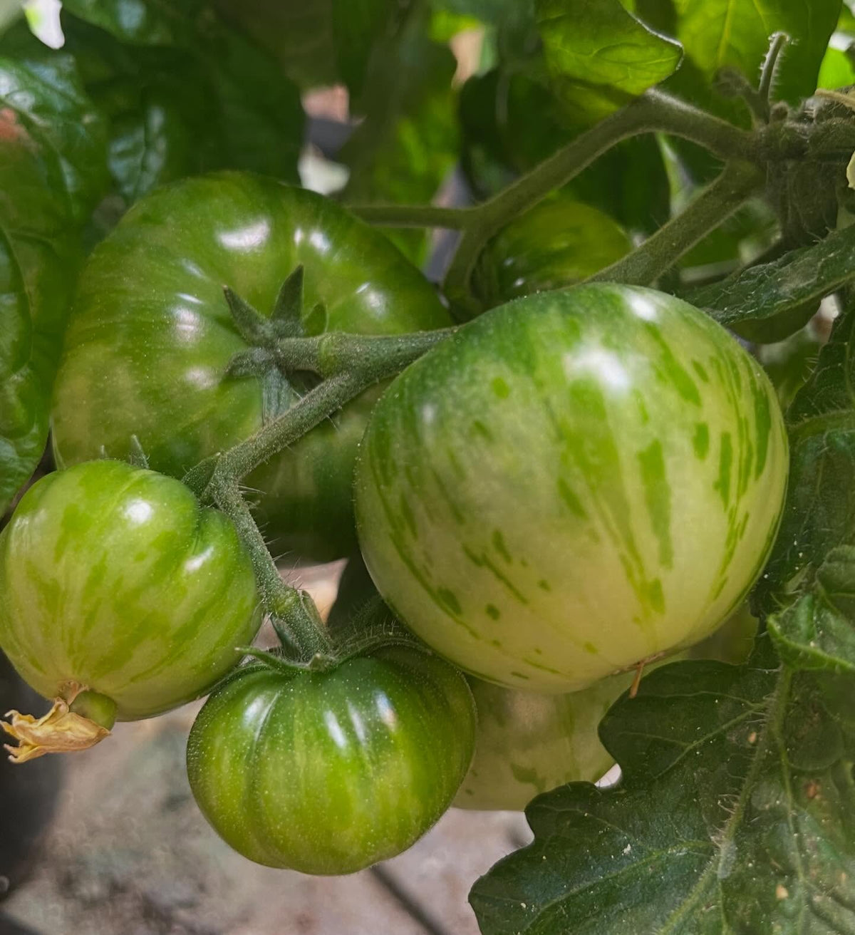 single truss tomatoes ripening, image 4 of 7