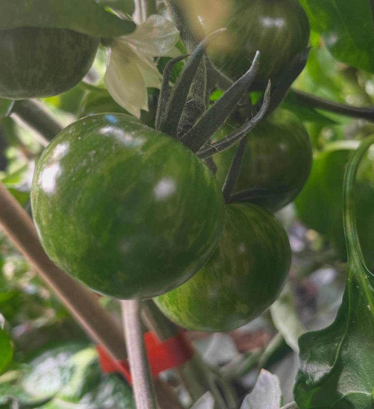 single truss tomatoes ripening, image 5 of 7