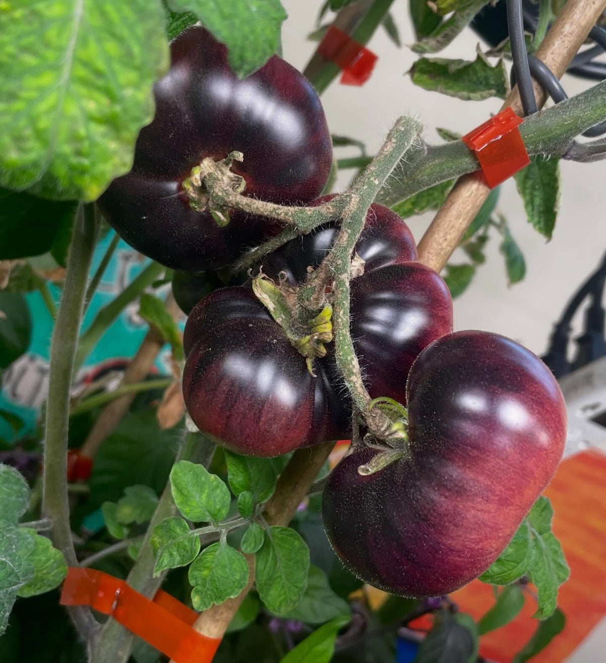 single truss tomatoes ripening, image 6 of 7