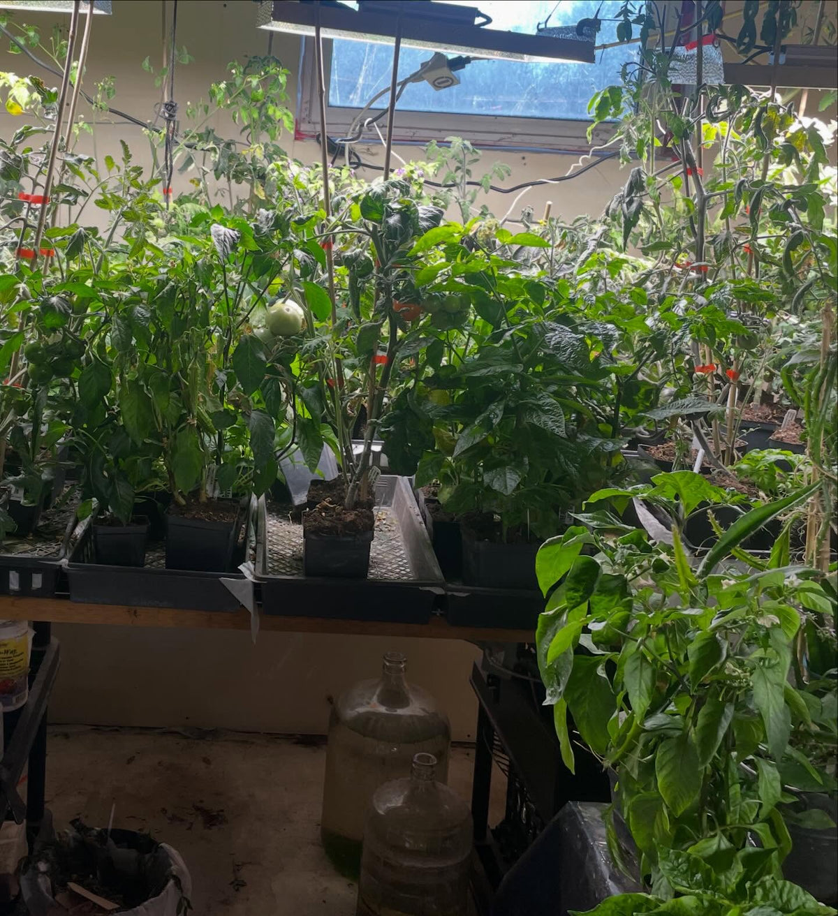 single truss tomatoes ripening, image 7 of 7