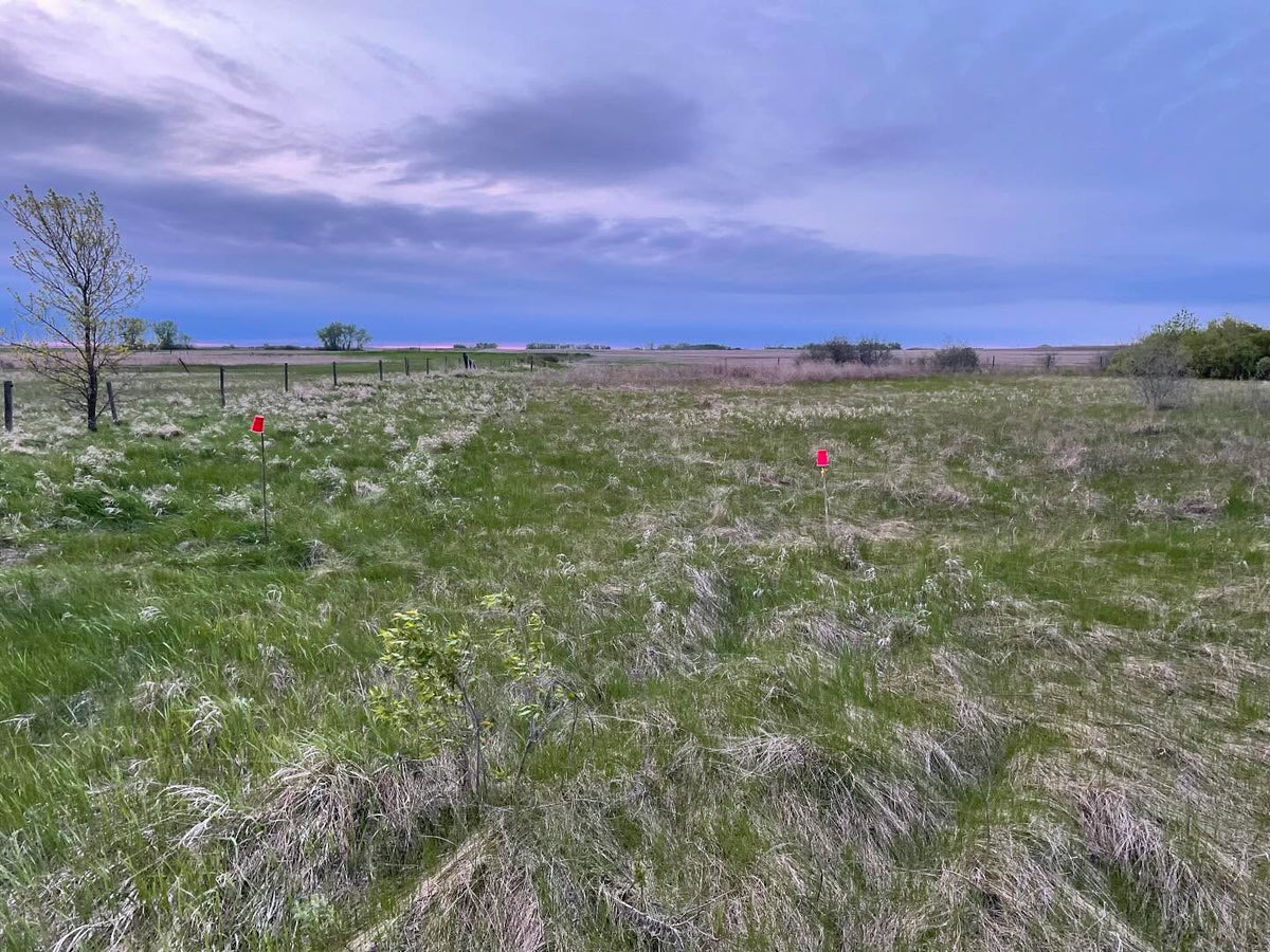 site of our new orchard, an old hayfield I’ve been re-wilding for ten years, image 1 of 4