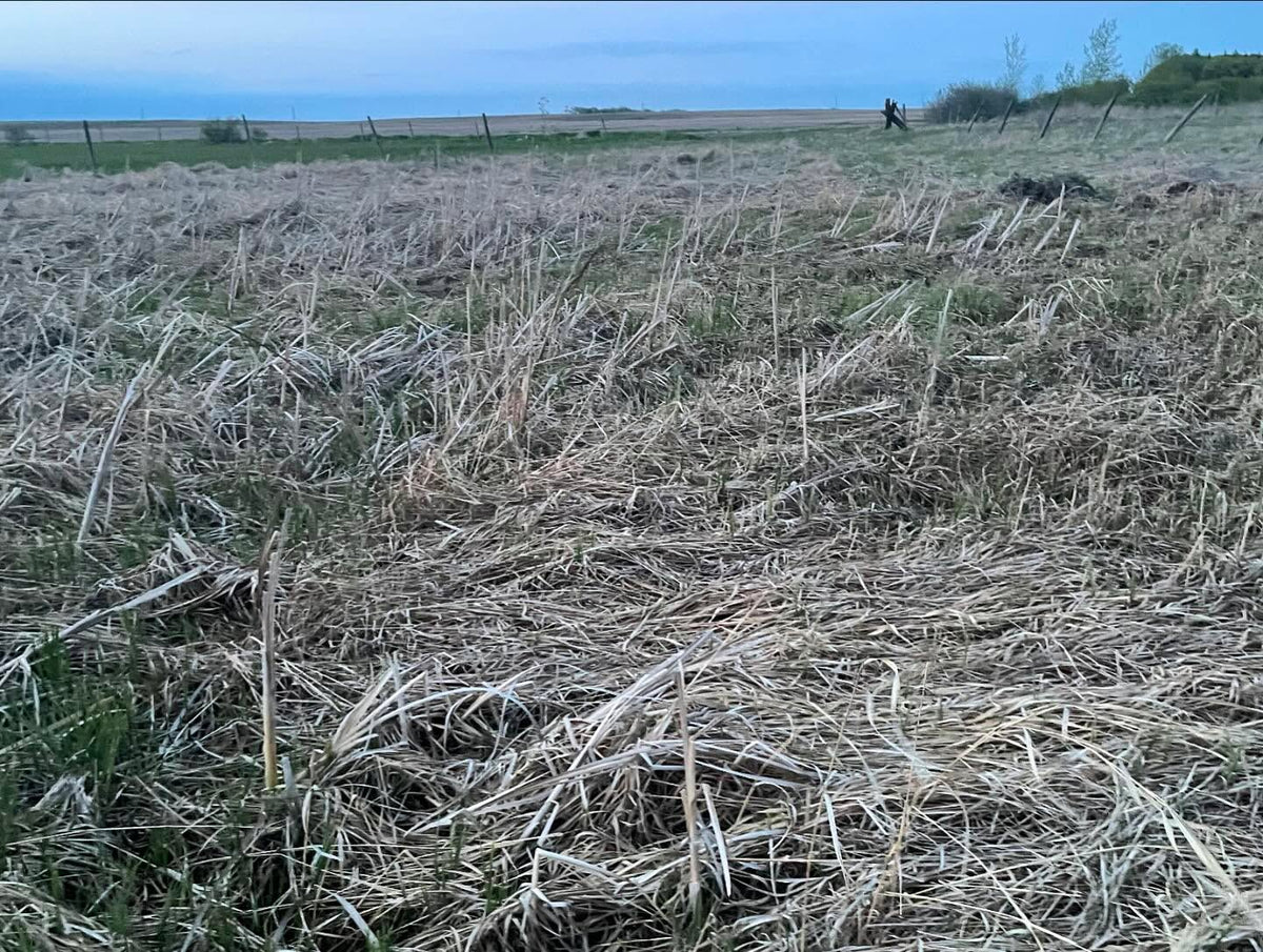 site of our new orchard, an old hayfield I’ve been re-wilding for ten years, image 3 of 4