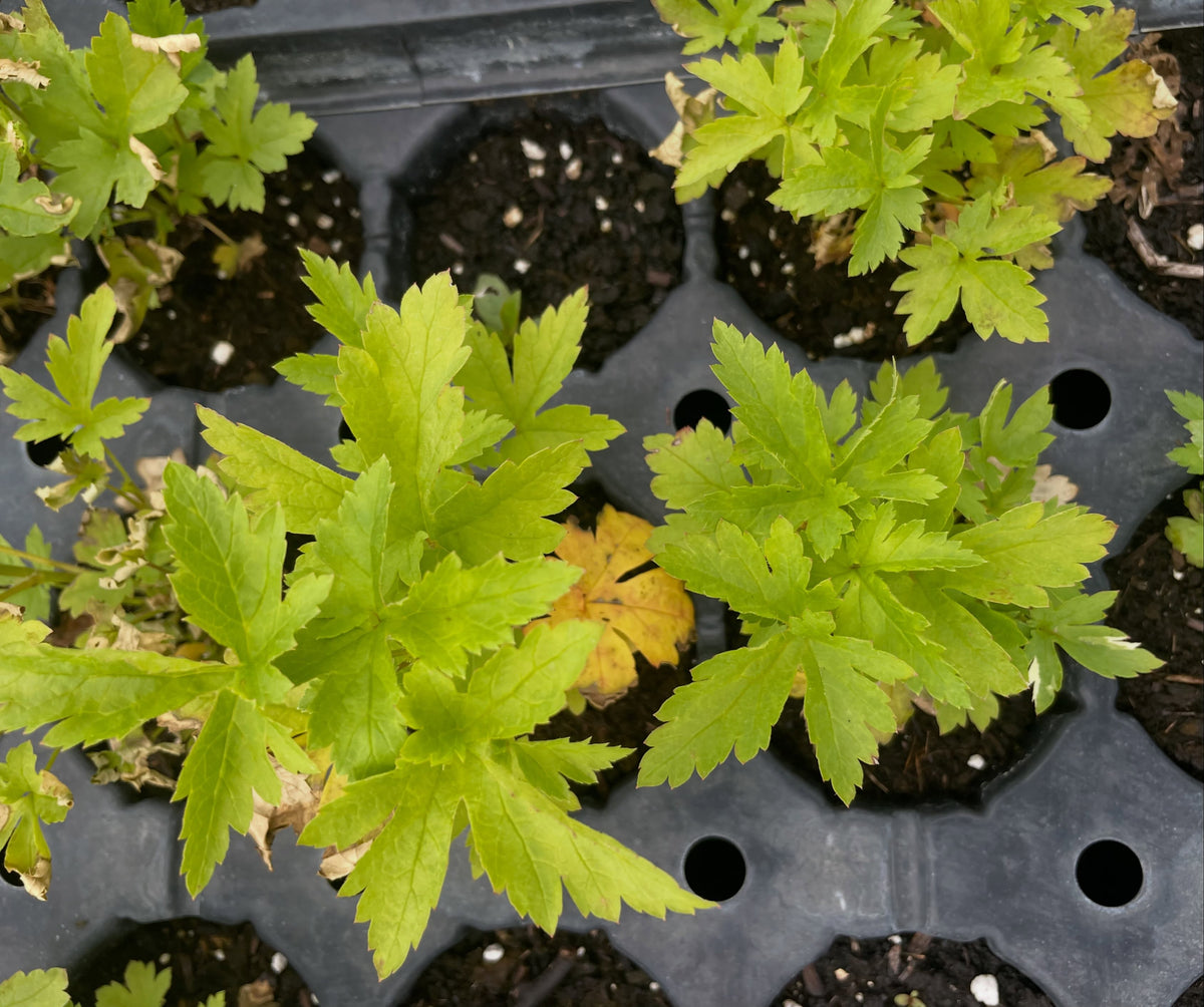 Skunk currant seedlings, image 1 of 2