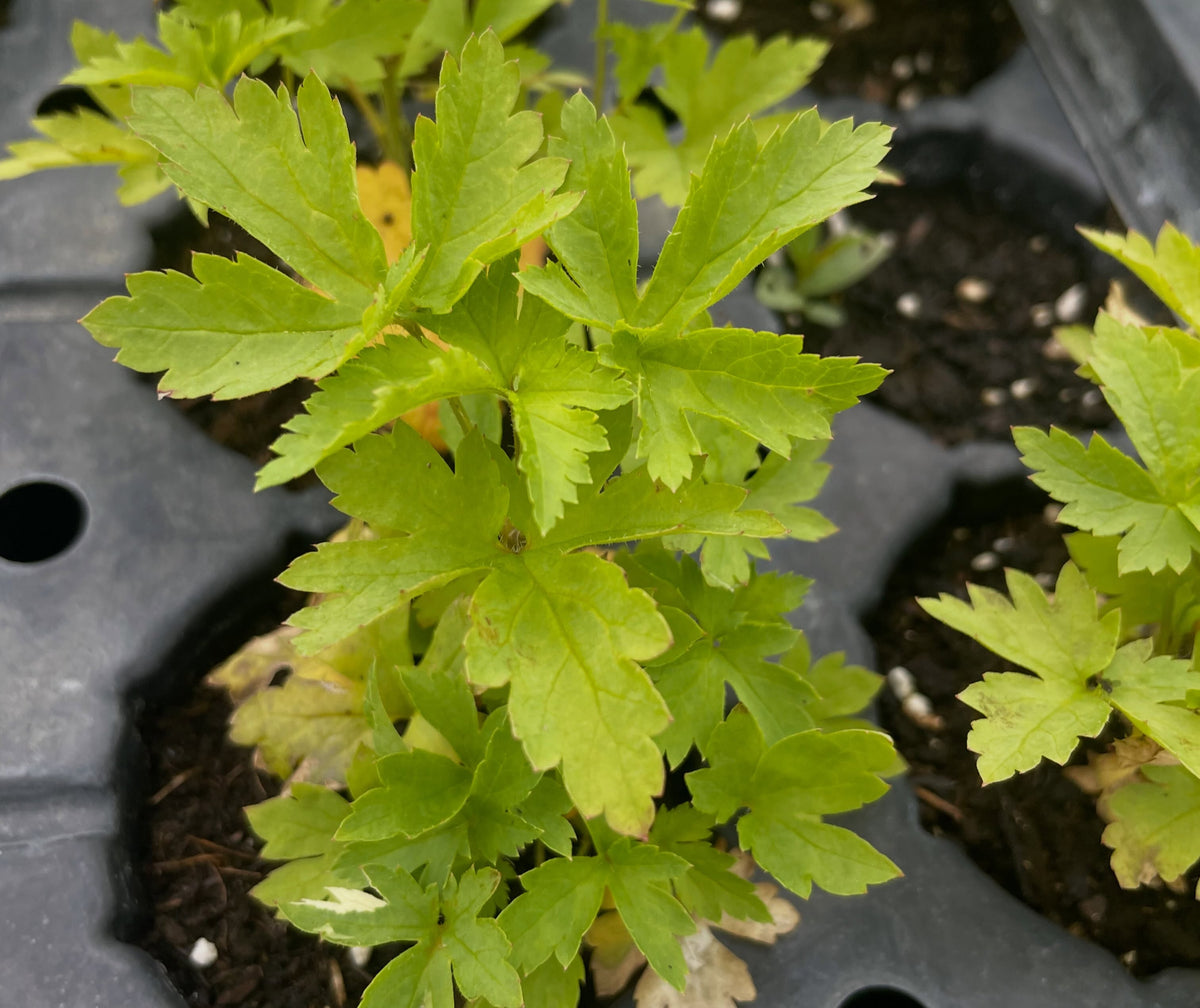 Skunk currant seedlings, image 2 of 2