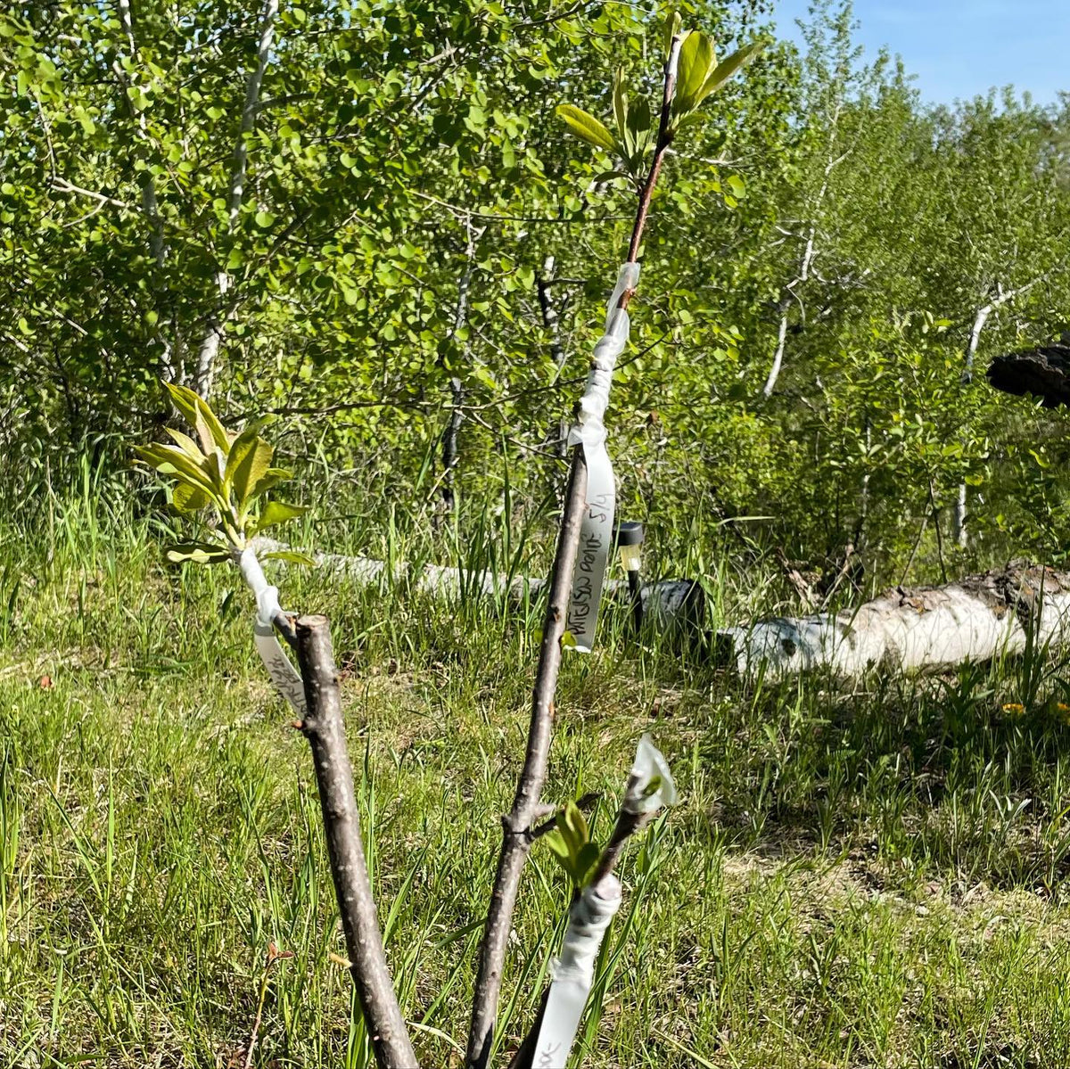small choke cherry tree grafted over to plums at three weeks, image 1 of 3