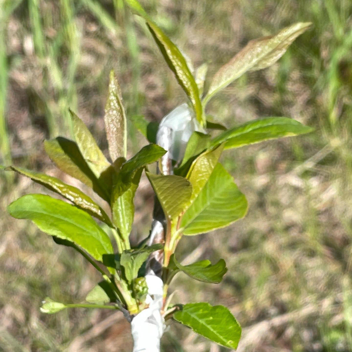 small choke cherry tree grafted over to plums at three weeks, image 2 of 3