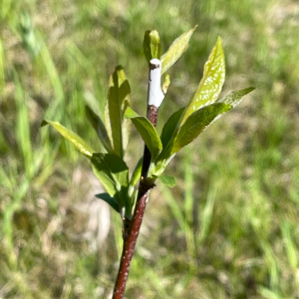 small choke cherry tree grafted over to plums at three weeks, image 3 of 3