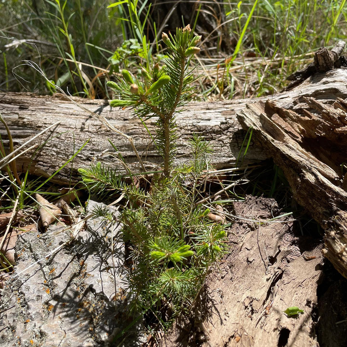 small white spruce sheltered by bark and budding out, image 1 of 2