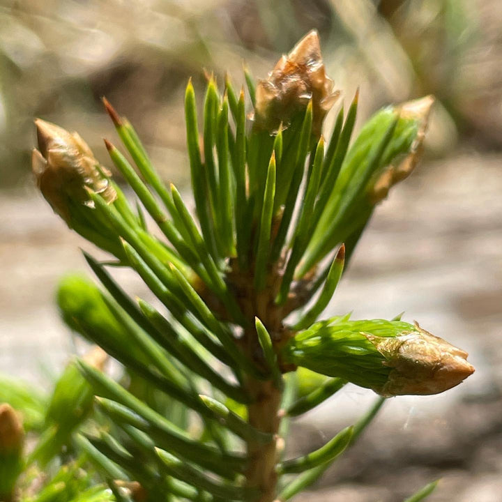 small white spruce sheltered by bark and budding out, image 2 of 2