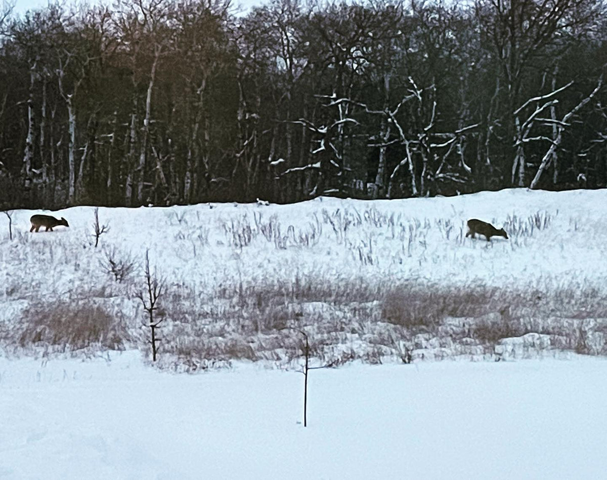 snow’s getting deep, we usually don’t see deer in our front yard