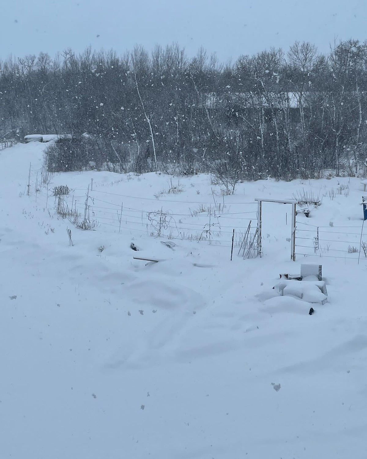 snowy morning at the nursery, image 2 of 4