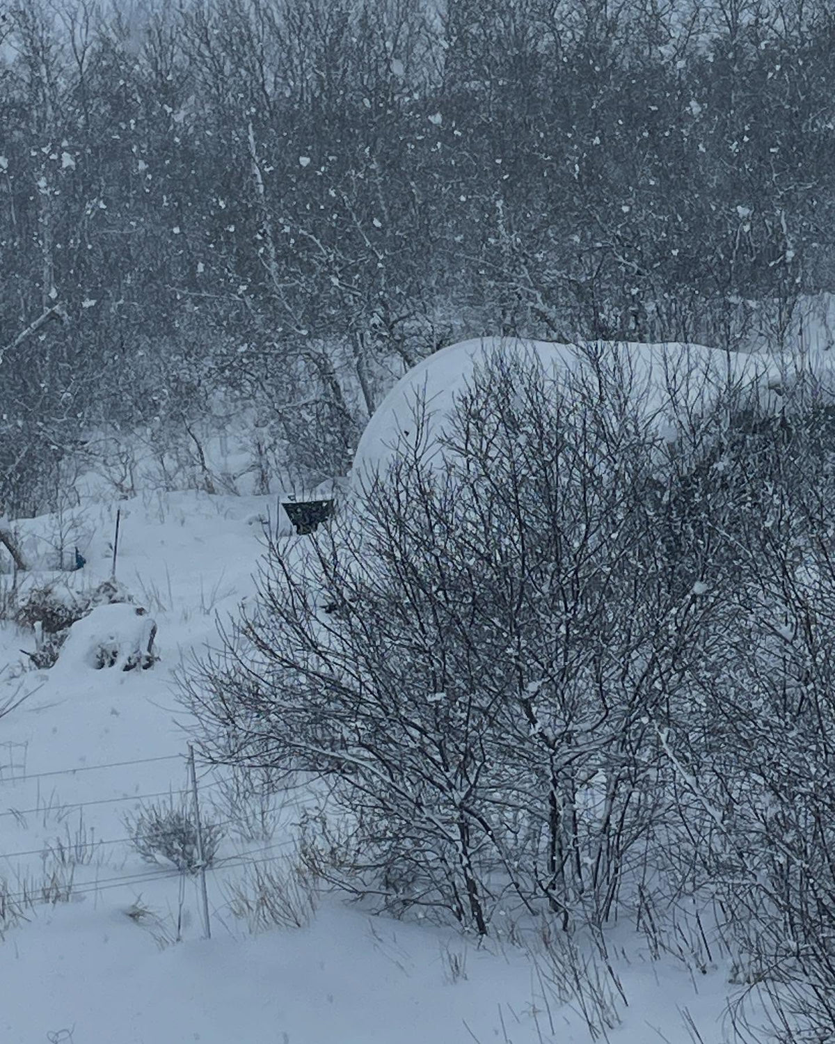 snowy morning at the nursery, image 3 of 4