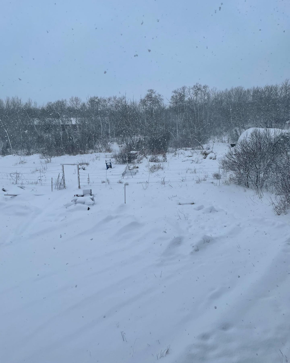 snowy morning at the nursery, image 4 of 4