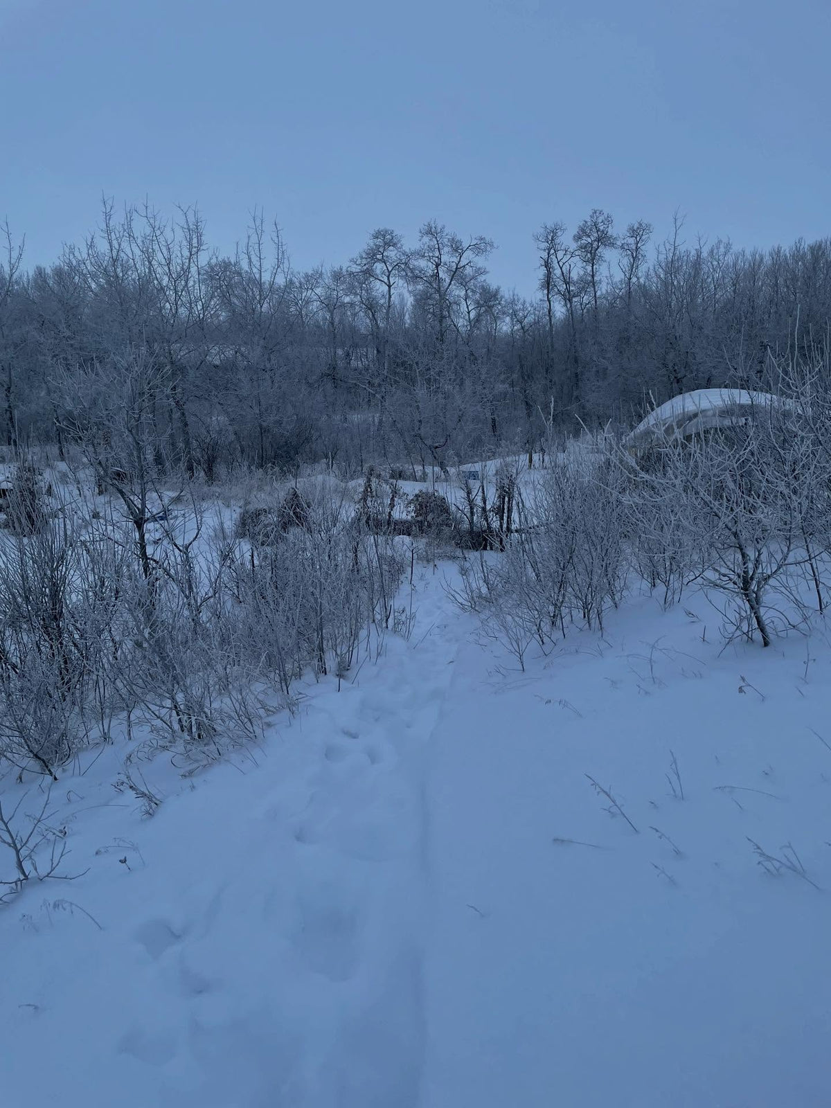 snowy walk to the root cellar in the greenhouse to check on things, monitor temperature and reset the mouse traps, image 1 of 6