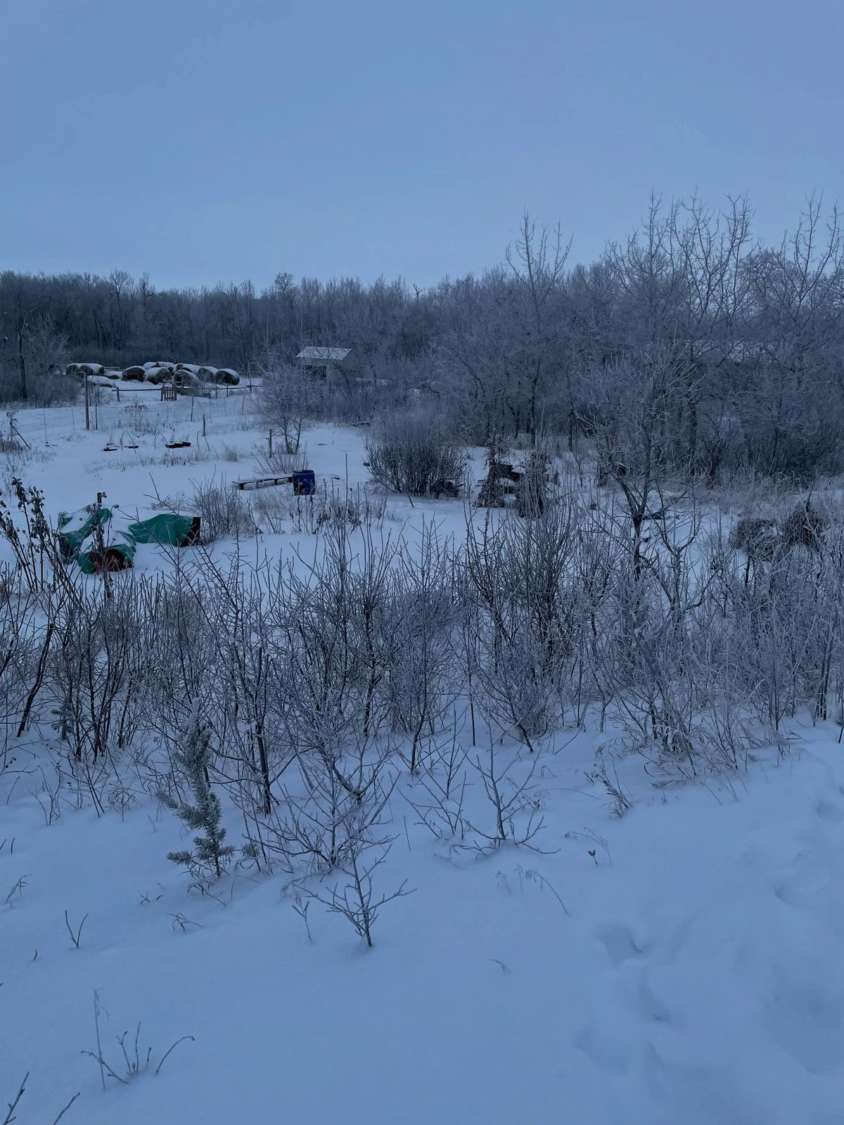 snowy walk to the root cellar in the greenhouse to check on things, monitor temperature and reset the mouse traps, image 2 of 6